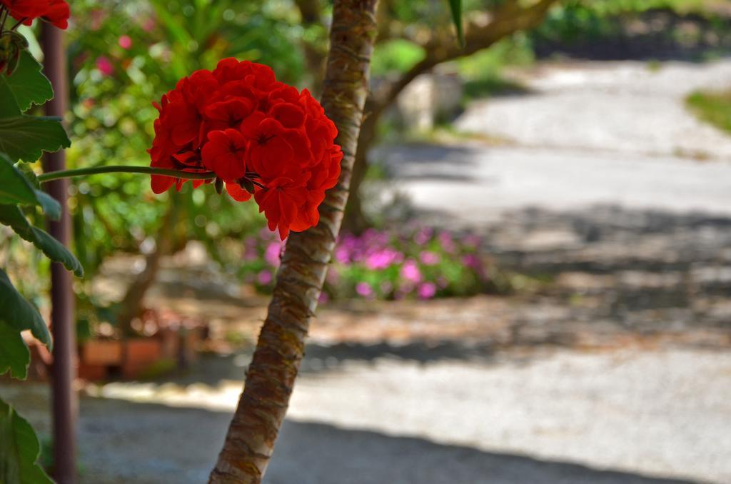 Belvedere Zakynthos Studios Vasilikí Kültér fotó